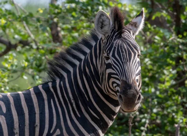 Yeşil Tarlada Güzel Bir Zebra Görüntüsü — Stok fotoğraf