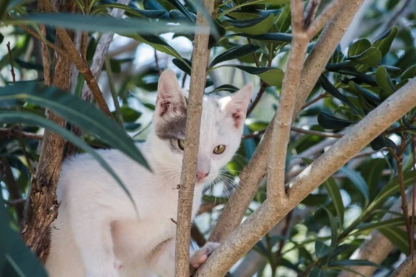 Ένα Κοντινό Πλάνο Μιας Μικρής Λευκής Γάτας Ένα Κλαδί Δέντρου — Φωτογραφία Αρχείου