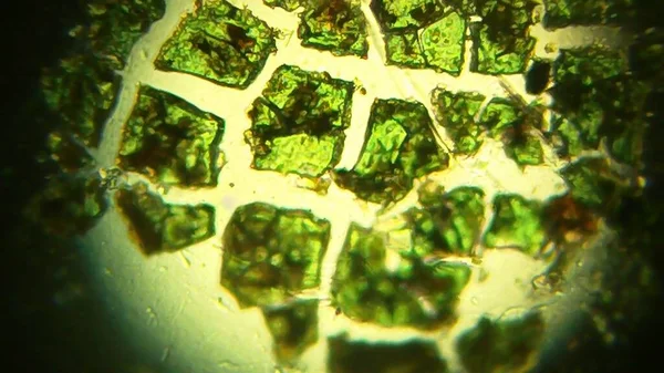 Una Vista Microscopica Alcuni Cristalli Ossido Verde Fondo Bianco — Foto Stock