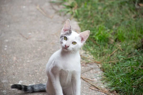 Eine Selektive Fokusaufnahme Einer Weißen Katze Die Auf Der Straße — Stockfoto