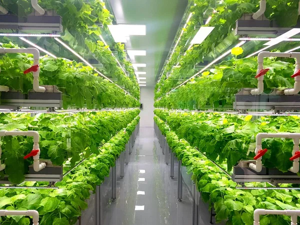 Las Plantas Granjas Verticales Crecen Con Luces Led Agricultura Vertical — Foto de Stock