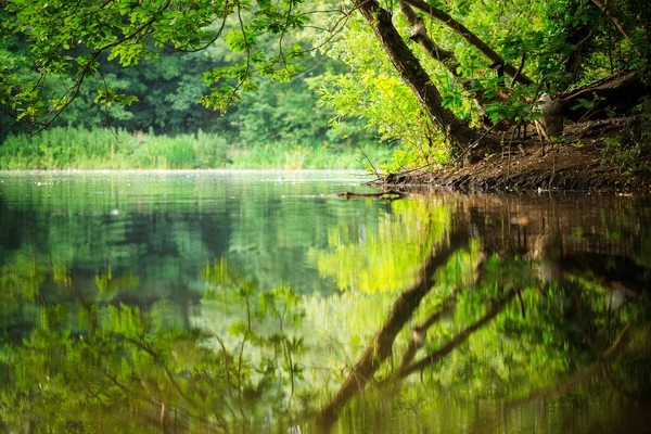 Bomen Rond Het Water Overdag — Stockfoto