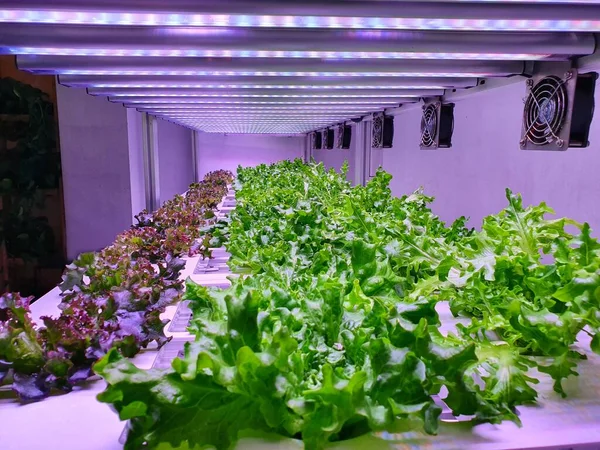 Dikey Tarım Gelecekteki Gıdalar Için Sürdürülebilir Bir Tarımdır — Stok fotoğraf