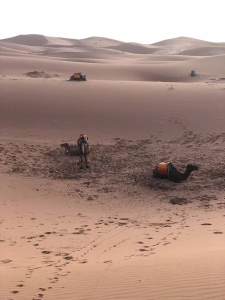 Disparo Vertical Camellos Descansando Desierto Durante Día —  Fotos de Stock