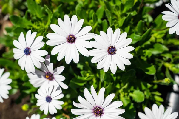 Closeup White Dimorphothecas Surrounded Greenery Field Sunlight Daytime — Stock Photo, Image