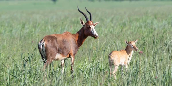 Beautiful Shot Antelopes Family Standing Green Field — Stock Photo, Image