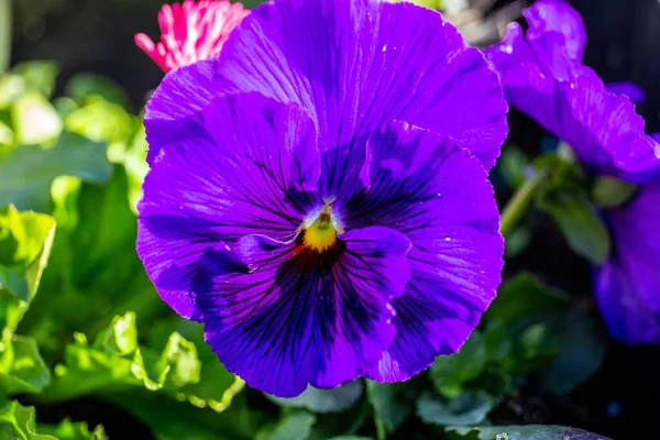 背景がぼやけている庭の紫色のパンジーの花のクローズアップ — ストック写真