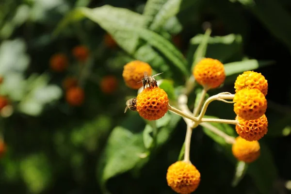 Closeup Shot Honey Bees Orange Ball Tree Flowers — Stock Photo, Image