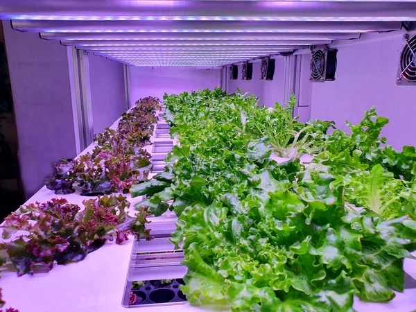 Agricultura Vertical Una Agricultura Sostenible Para Los Futuros Alimentos — Foto de Stock