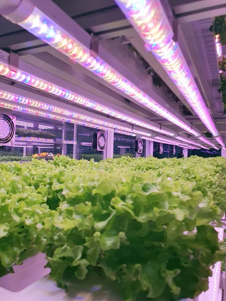 Dikey Çiftliklerdeki Bitkiler Işıklarla Büyürler Dikey Tarım Gelecekteki Gıdalar Için — Stok fotoğraf
