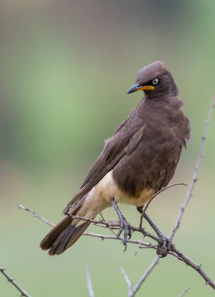 Een Close Shot Van Een Mooie Merel Wazige Achtergrond — Stockfoto