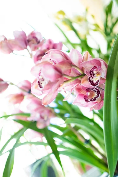 Вертикальный Селективный Снимок Розовых Цветков Цимбидиевой Орхидеи — стоковое фото