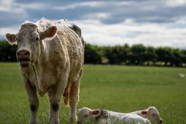Dois Bezerros Recém Nascidos Deitados Campo Verde Lado Vaca — Fotografia de Stock