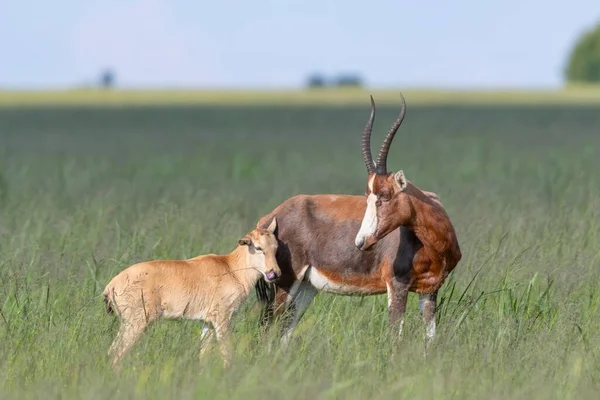 Прекрасний Знімок Сім Антилопів Стоїть Зеленому Полі — стокове фото