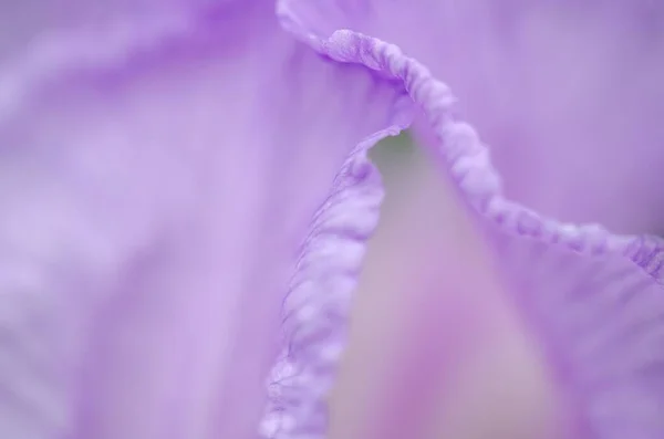 Крупним Планом Знімок Фіолетових Пелюсток Квітів — стокове фото