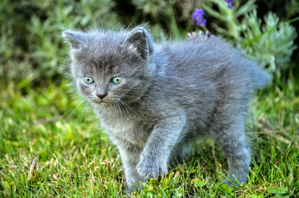 Närbild Skott Bedårande Grå Kattunge Brittiska Longhair Rasen Gräset — Stockfoto