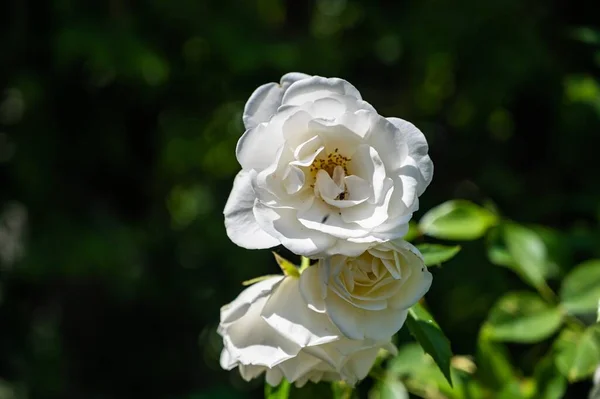 Closeup Rosa Climbing Icebergs Surrounded Greenery Field Sunlight — Stock Photo, Image