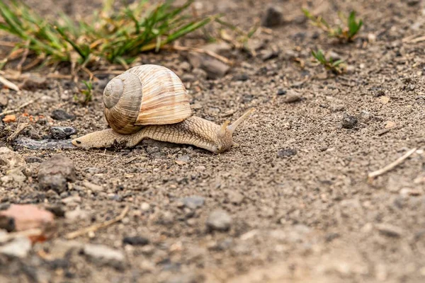 Ein Foto Einer Schnecke Mit Einem Großen Gehäuse Auf Felsigem — Stockfoto