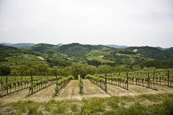 Uma Bela Paisagem Uma Vinha Verde Cercada Por Altas Montanhas — Fotografia de Stock