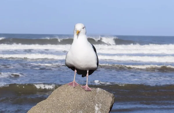 Selektiv Fokusbild Mås Som Står Klippa Vid Stranden När Den — Stockfoto