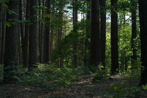 Groene Bracken Varens Planten Een Bos Met Hoge Bomen Engeland — Stockfoto