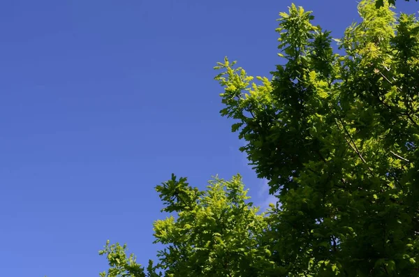 Zöld Levelek Nőnek Fák Ágain Kék Alatt — Stock Fotó