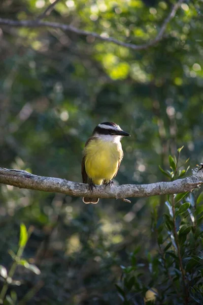 Tiro Foco Seletivo Vertical Pássaro Great Tit Sentado Galho Uma — Fotografia de Stock