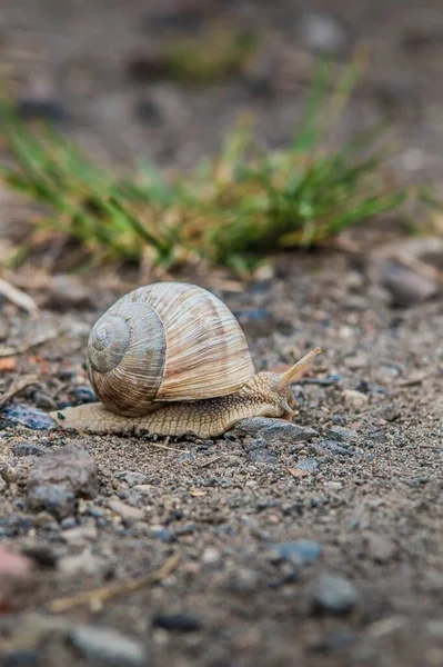 Strzał Ślimaka Wielką Skorupą Skalistej Ziemi — Zdjęcie stockowe