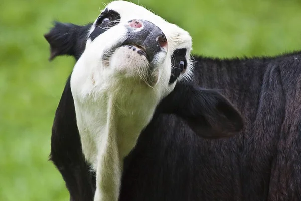 背景がぼやけている子牛のクローズアップショット — ストック写真