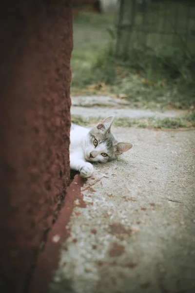 昼間太陽の光の下で地面に横たわっている白い猫の垂直ショット — ストック写真