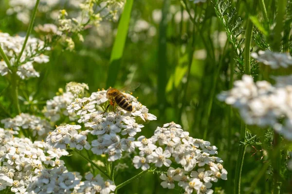 Een Close Shot Van Mooie Witte Bloemen Een Honingbij Erop — Stockfoto