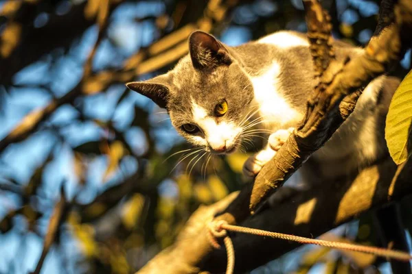 一只白色和棕色的猫在树枝上玩耍的低角度选择性镜头 — 图库照片