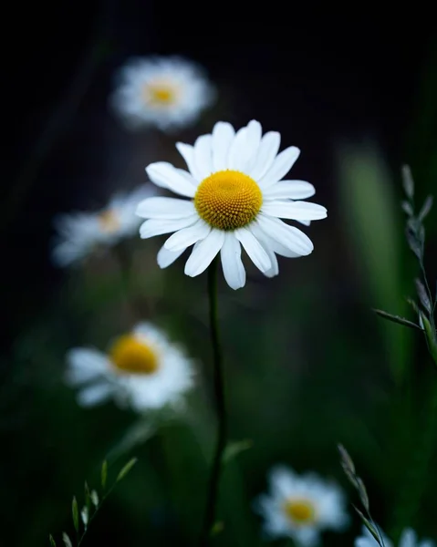 Vertikal Bild Vacker Vit Tusensköna Omgiven Grön Natur Perfekt För — Stockfoto