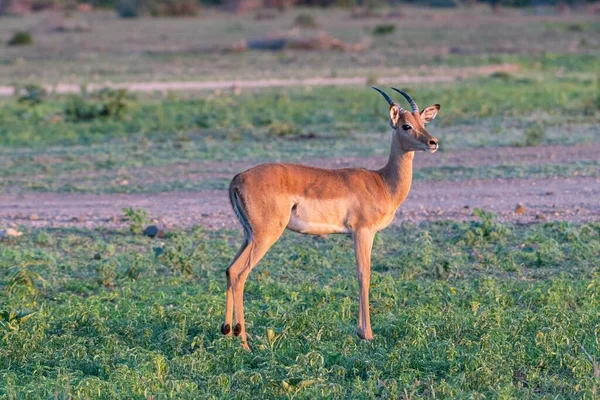 Прекрасный Снимок Антилопы Стоящей Зеленом Поле — стоковое фото