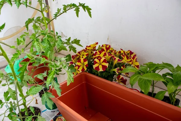 Piante Verdi Fiori Rosso Gialli Sul Balcone Con Pareti Bianche — Foto Stock