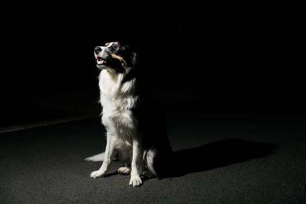 Een Prachtige Schattige Border Collie Hond Zit Grond Kijkt Nachts — Stockfoto