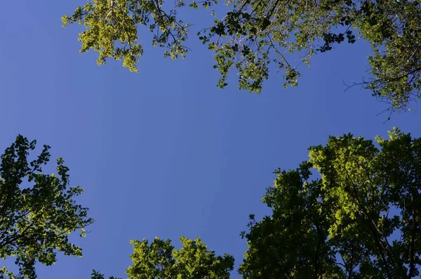 Zielone Liście Rosnące Gałęziach Drzew Pod Błękitnym Niebem — Zdjęcie stockowe