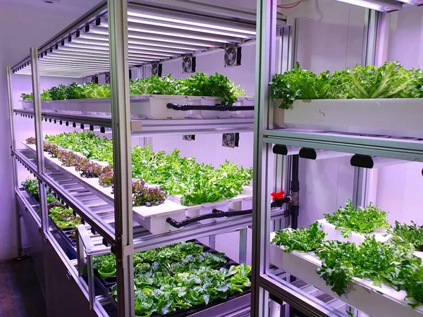 垂直農業は将来の食糧のための持続可能な農業である — ストック写真