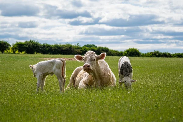 Uma Vaca Lado Dos Bezerros Recém Nascidos Campo Verde — Fotografia de Stock