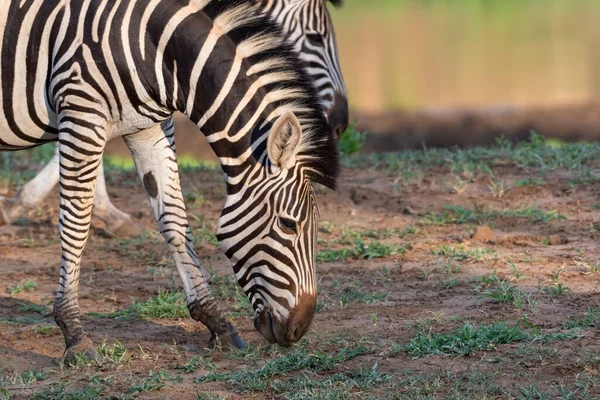 Schöne Aufnahme Eines Zebras Auf Einem Feld Der Nähe Eines — Stockfoto