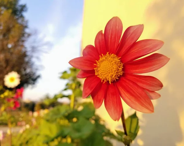 Close Shot Beautiful Red Vibrant Daisy Green Background — Stock Photo, Image