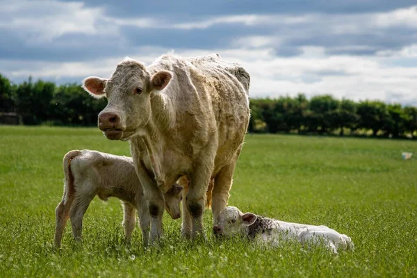 Uma Vaca Lado Dos Bezerros Recém Nascidos Campo Verde — Fotografia de Stock
