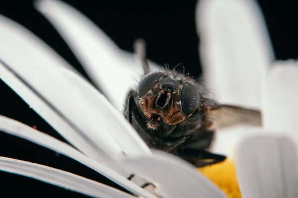 Veduta Ravvicinata Una Mosca Seduta Una Margherita Isolata Uno Sfondo — Foto Stock