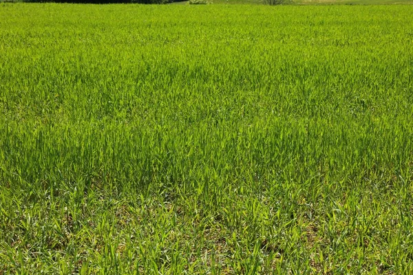 Beautiful Shot Meadow Green Grass — Stock Photo, Image