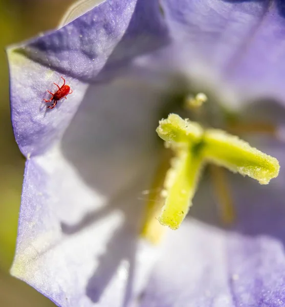 紫色の花の花弁に虫のクローズアップショット — ストック写真