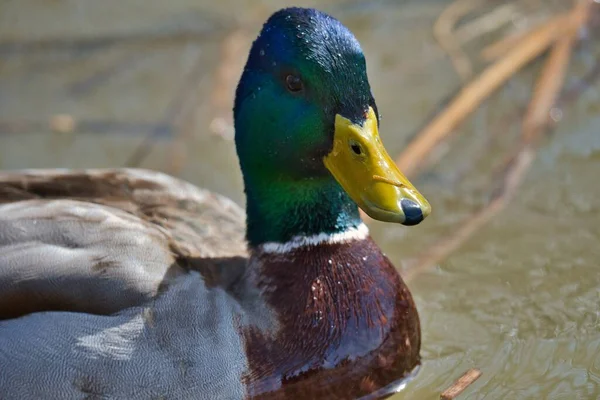 Een Close Shot Van Een Groene Head Mallard Onder Het — Stockfoto