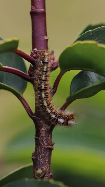 Enfoque Selectivo Vertical Fritillary Del Golfo Una Rama Con Vegetación —  Fotos de Stock