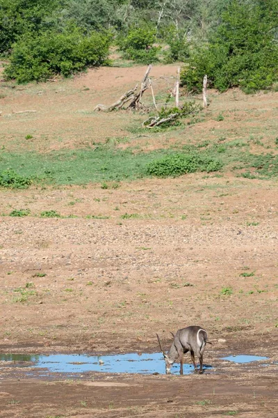 Küçük Bir Gölden Içen Gri Bir Antilop — Stok fotoğraf