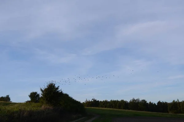 Vogels Die Bomen Vliegen Onder Bewolkte Hemel — Stockfoto