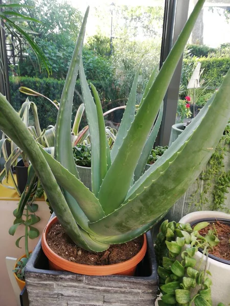 Detailní Záběr Rostliny Aloe Vera Květináči Obklopeném Dalšími Rostlinami Denního — Stock fotografie